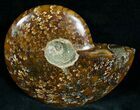 Cleoniceras Ammonite Fossil - Madagascar #7345-2